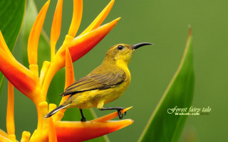 Yellow bird flower green background - a yellow bird free wallpaper