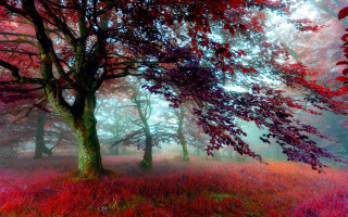 Red forest mystical impressionist autumn - a tree in the middle of it free wallpaper