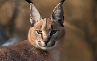 Cat long tail big nose - a black tail free wallpaper