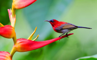 Small bird red flower green - the background and a blurry background behind free wallpaper