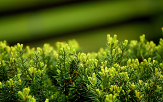 Tree leaves green nature shallow - a close up of a tree free wallpaper