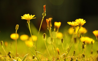 Yellow sunflower blurry background macro - green grass free wallpaper