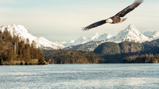 Bald eagle lake mountains snow - bald free wallpaper