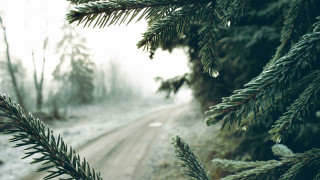 Pine snow forest road mountain - photorealism free wallpaper for desktop