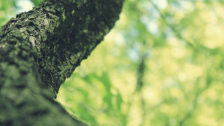 Tree trunk green leaves blurry - a tree trunk free wallpaper