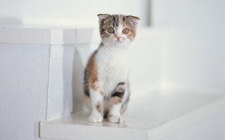 Sad cat ledge rococo blurry - a ledge free wallpaper for desktop