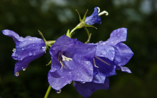 Purple flower water droplets macro 43 - a purple flower free wallpaper