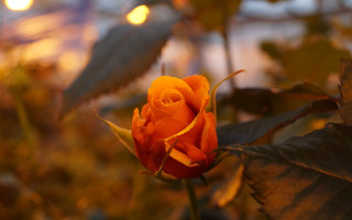 Orange rose night garden bokeh - single free wallpaper for desktop