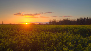 Yellow flowers sunset clouds cityscape - yellow flower free wallpaper