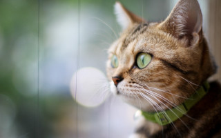 Cat green eyes window macro - a green collar free wallpaper