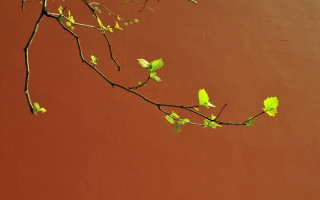 Branch leaves green wall gradient - david diao free wallpaper