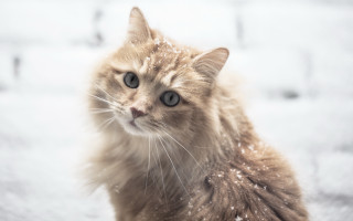 Cat snow sad look realistic - the snow free wallpaper