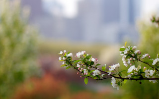 Branch white flower shallow depth - the distance in the distance free wallpaper