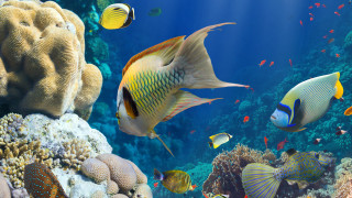 Coral reef fish underwater environmental - ernst haeckel free wallpaper