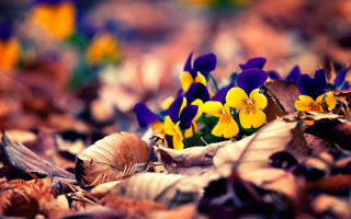 Autumn flower field blurry bokeh - the ground together free wallpaper
