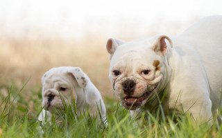 Dogs walking grass brown white - the grass together free wallpaper