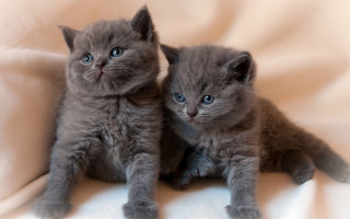Kittens blue eyes white sheet - grey free wallpaper