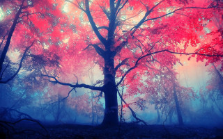 Red foggy forest blue sky - red leaf free wallpaper for desktop
