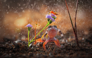Frog rain flower bug macro - a frog free wallpaper for desktop