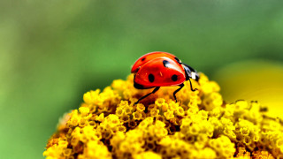 Ladybug yellowflower greenleaves autumn fire - a lady bug free wallpaper for desktop