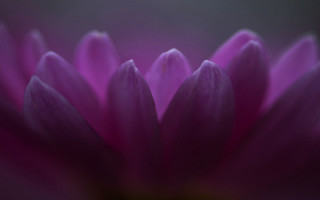 Purple flower macro shallow depth - shallow depth of field free wallpaper for desktop