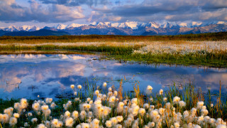 Lake mountains clouds flower sunset - a few flower free wallpaper