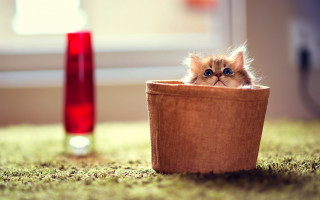 Small kitten basket red vase - the floor next free wallpaper