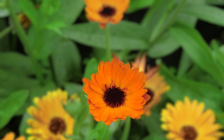 Flower leaves bokeh macro photorealism - f 8 aperture free wallpaper for desktop