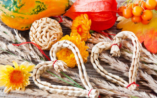 Flower mandarin orange sunflower ornamental - a table together free wallpaper