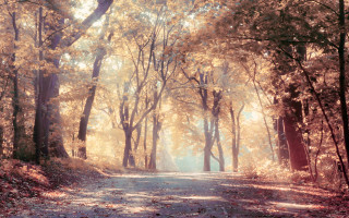 Woodland road sunbeam autumn leaves - ektachrome photograph free wallpaper for desktop