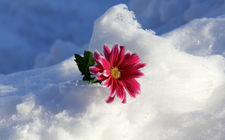 Pink flower snow sunny blue - a sunny day free wallpaper for desktop