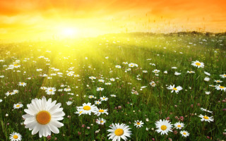 Daisy field sunshine clouds autumn - a field of daisies free wallpaper