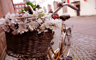 Bicycle flower basket street brick - a street corner free wallpaper