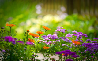 Purple orange flower garden bokeh 2 - a garden free wallpaper