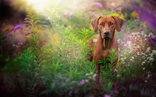 Dog field flowers brightlight impressionist - a field of flowers and grass free wallpaper