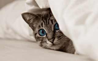 Cat blue eyes hiding bed - white sheet and pillows free wallpaper for desktop