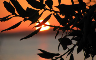 Tree branch sunset water leaves - the background and water free wallpaper