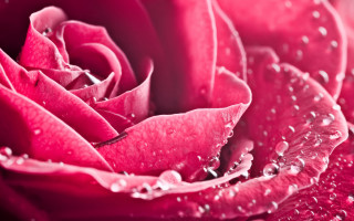 Pink rose water droplets macro - close free wallpaper for desktop