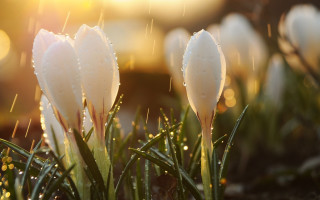 White flowers water drops grass - drop of water free wallpaper for desktop