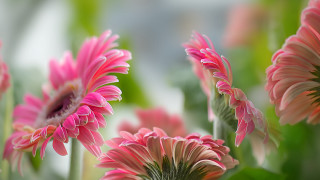 Pink flower bokeh leaves outdoors - f 8 aperture free wallpaper for desktop