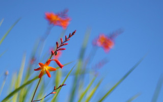 Flower blue sky leaves autumn - a few green leaf free wallpaper
