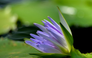 Purple flower water droplets macro 17 - a green leafy plant free wallpaper