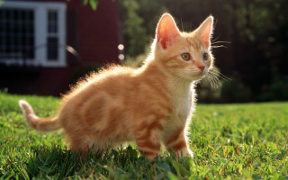 Orange kitten green field red - a lush green field of grass next free wallpaper