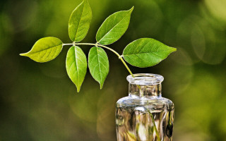 Small glass vase plant green - a plant free wallpaper