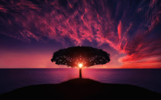 Tree bright light sunset red - atmospheric lighting free wallpaper for desktop