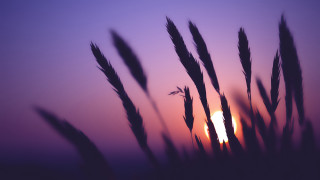 Blurry sunset tallgrass bird mountain - a few tall grass free wallpaper