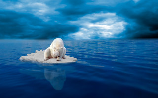 Polar bear iceberg ocean clouds - a polar bear free wallpaper