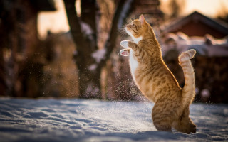 Cat snow playful impressionist bokeh - paw free wallpaper