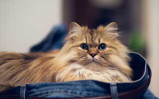 Fluffy cat in bag sad - fluffy free wallpaper