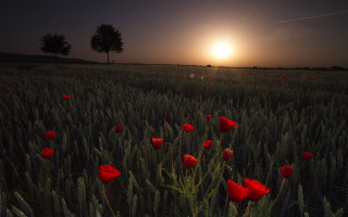 Red flowers sunset tree scene - red flower free wallpaper